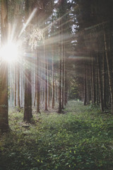 Sonnenstrahlen im Wald