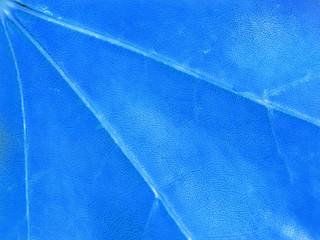 Blue background, maple leaf, macro, close-up