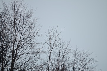 cascade of trees in winter
