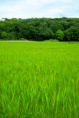 カキツバタ群落