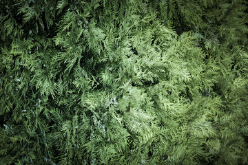 spruce background