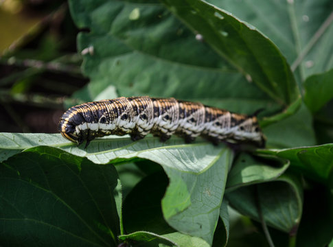 Sweet Potato Hornworm Caterpillar -Agrius convolvuli L.