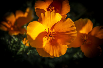 Orange Flowers