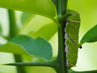 Worms are climbing trees.