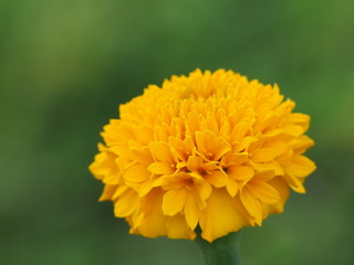 Marigold 1 flower. Tagetes erecta L.