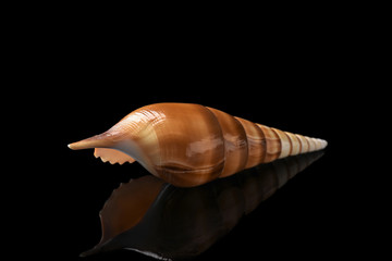 Beautiful sea shell on dark background