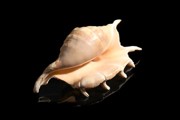 Beautiful sea shell on dark background