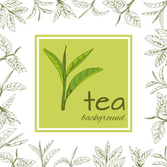 vector green tea leaves and branches, hand-drawn - 228276255