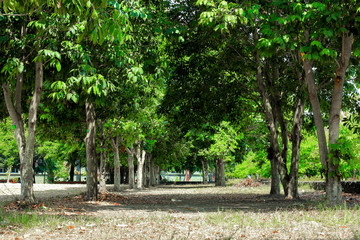 tree in park lined up with green leaf