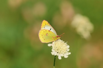 Butterfly sitting on a flower . Isolated on a green background.