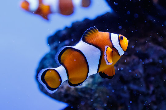 クマノミ」の写真素材 | 150,727件の無料イラスト画像 | Adobe Stock