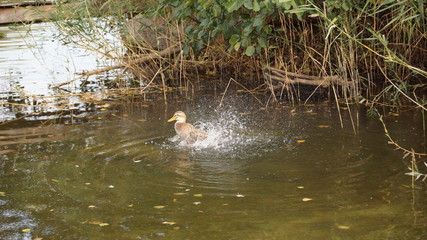 Entenbad