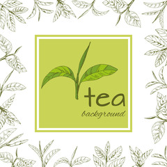 vector green tea leaves and branches, hand-drawn