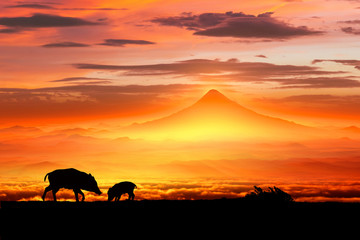 Obraz na płótnie Canvas 富士山の日の出とイノシシのシルエット