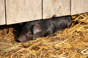 Black pig sleeping on straw under fence