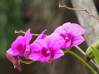 Dendrobium bigibbum orchid