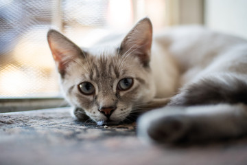 Posing striped kitten
