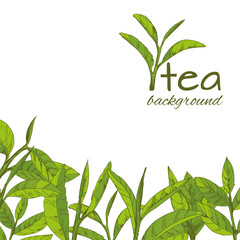vector green tea leaves and branches, hand-drawn - 228277851