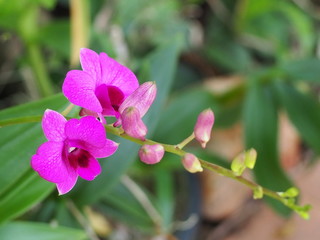 Dendrobium bigibbum orchid