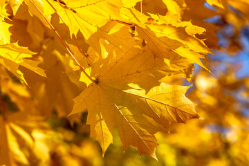 Yellow maple leaves. The sun's rays through the yellow leaves. Bright yellow background.