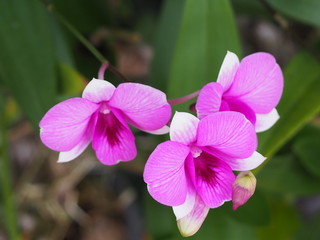 Dendrobium bigibbum orchid.