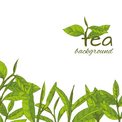vector green tea leaves and branches, hand-drawn - 228278220
