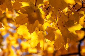 Yellow maple leaves. The sun's rays through the yellow leaves. Bright yellow background.