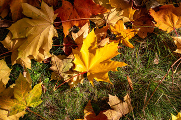Fallen dead leaves. Yellow-orange maple leaves on the ground.