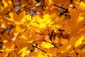 Yellow maple leaves. The sun's rays through the yellow leaves. Bright yellow background.