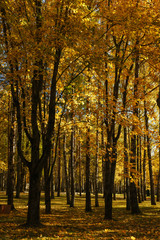 Obraz premium Warm autumn day in a bright color park. Orange foliage and trees in the forest.