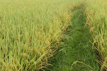close up of ripening rice in a paddy field
