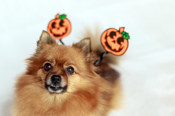 Pomeranian Halloween