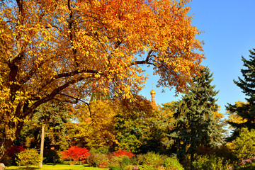 Bright golden autumn in Kremlin garden. Moscow, Russia