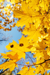 Autumn landscape. Warm autumn day in a bright color park. Orange foliage and trees in the forest. 
