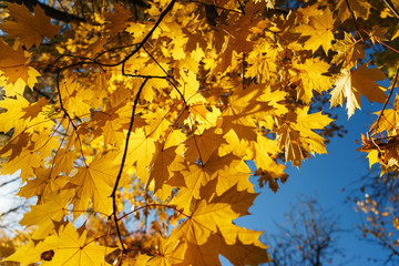 Autumn landscape. Warm autumn day in a bright color park. Orange foliage and trees in the forest. 