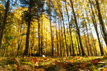 Autumn landscape. Warm autumn day in a bright color park. Orange foliage and trees in the forest. 