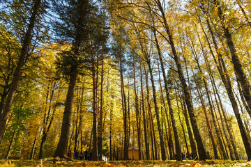 Autumn landscape. Warm autumn day in a bright color park. Orange foliage and trees in the forest. 