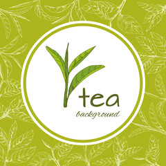 vector green tea leaves and branches, hand-drawn - 228278865