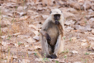 Gray Langur also known as Hanuman Langur in the Bandhavgarh National Park in India. Bandhavgarh is located in Madhya Pradesh. Indian langurs are lanky, long-tailed monkeys.