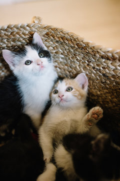 Chatons fratrie petit chat dans un panier 