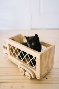 petit chaton noir dans un camion en bois 