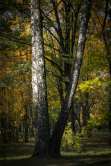 Obraz premium Yellow Autumn