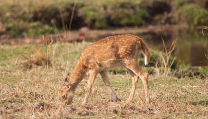 Naklejka na ściany i meble Chital or cheetal deer (Axis axis), also known as spotted deer or axis deer in the Bandhavgarh National Park in India. Bandhavgarh is located in Madhya Pradesh.