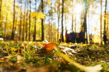 Autumn landscape. Warm autumn day in a bright color park. Orange foliage and trees in the forest. 