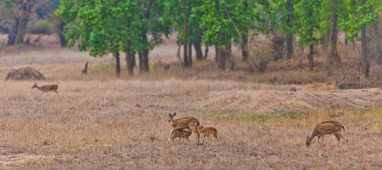 Chital or cheetal deer (Axis axis), also known as spotted deer or axis deer in the Bandhavgarh National Park in India. Bandhavgarh is located in Madhya Pradesh.