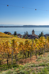 Fototapeta na wymiar Blick auf den herbstlich gefärbten Rebenweg bei Twann - Bielersee, Kanton Bern, Schweiz