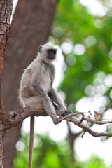 Gray Langur also known as Hanuman Langur in the Bandhavgarh National Park in India. Bandhavgarh is located in Madhya Pradesh. Indian langurs are lanky, long-tailed monkeys.