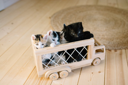 petits chatons dans un camion 