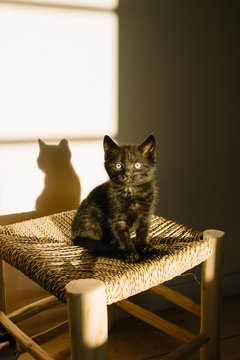 Petit chaton noir assis sur un tabouret bois