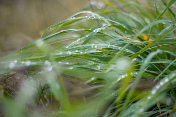 drops of dew on the grass in autumn